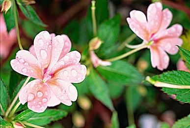 《幻想生活i》媒体评分解禁 ign9分称最佳休闲游戏！